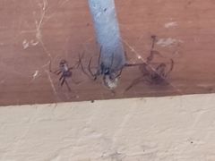 Parasteatoda tepidariorum
