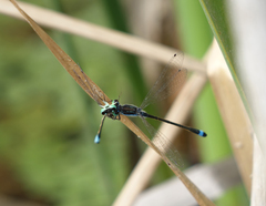 Ischnura fountaineae