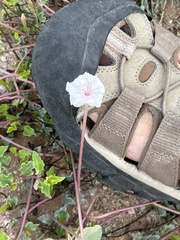 Acleisanthes longiflora