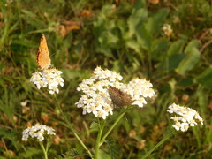 Lycaena virgaureae