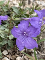 Ruellia