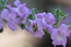 Agapostemon melliventris