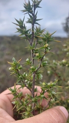 Cliffortia ruscifolia