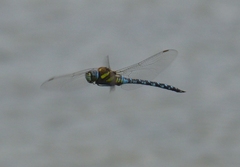 Aeshna mixta