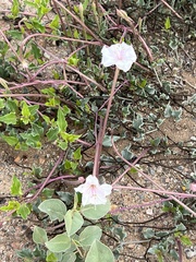 Acleisanthes longiflora