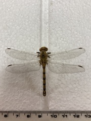 Ophiogomphus severus