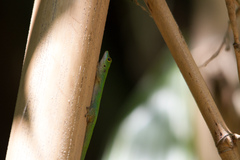 Phelsuma sundbergi