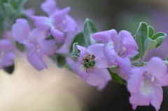 Agapostemon melliventris