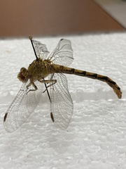 Ophiogomphus severus