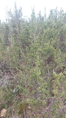 Cliffortia ruscifolia