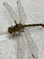 Ophiogomphus severus
