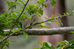 Foudia madagascariensis
