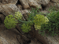 Crithmum maritimum