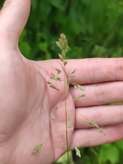 Poa angustifolia