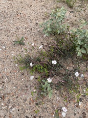 Acleisanthes longiflora