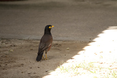 Acridotheres tristis