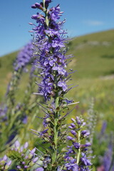 Veronica spuria