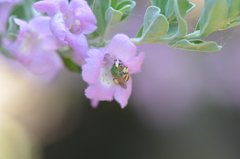 Agapostemon melliventris