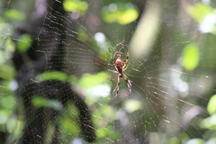Trichonephila clavipes
