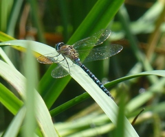 Aeshna mixta