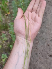 Poa angustifolia