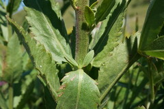 Veronica spuria