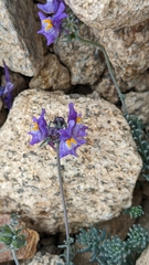 Linaria alpina