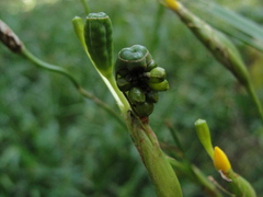 Iridaceae