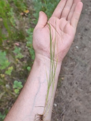 Poa angustifolia