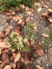 Erigeron bonariensis