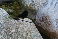 Calopteryx haemorrhoidalis