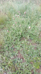 Dimorphotheca nudicaulis