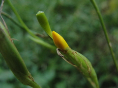 Iridaceae