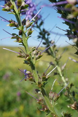 Veronica spuria