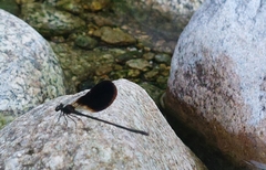 Calopteryx haemorrhoidalis