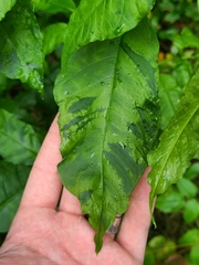 Pokeweed mosaic virus