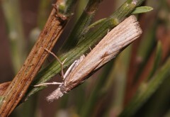 Agriphila
