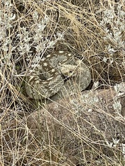 Crotalus ornatus