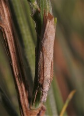 Agriphila