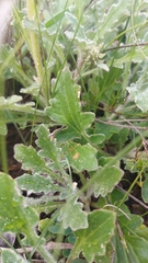 Dimorphotheca nudicaulis