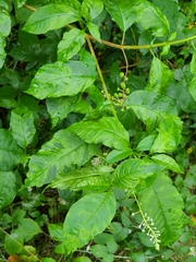 Pokeweed mosaic virus