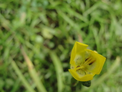 Iridaceae