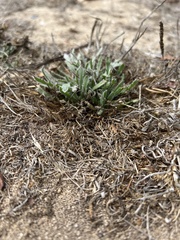 Plantago coronopus