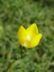 Iridaceae