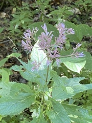 Eutrochium dubium