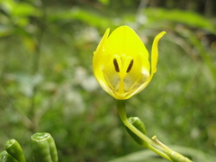 Iridaceae