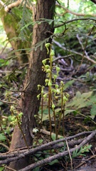 Pyrola chlorantha