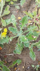 Dimorphotheca nudicaulis