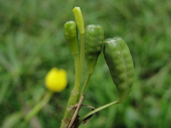 Iridaceae