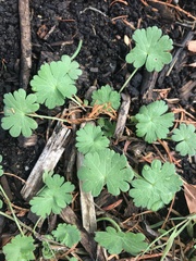 Geranium molle